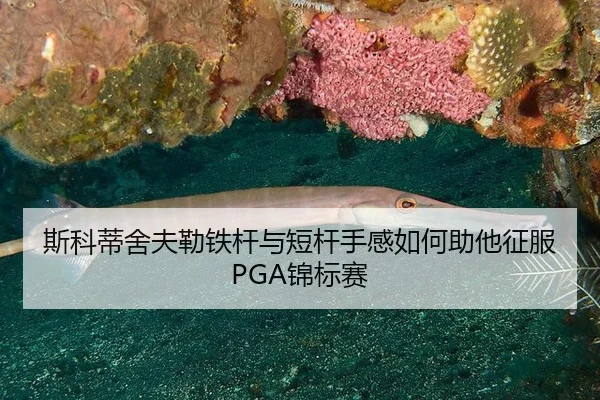 斯科蒂舍夫勒铁杆与短杆手感如何助他征服PGA锦标赛